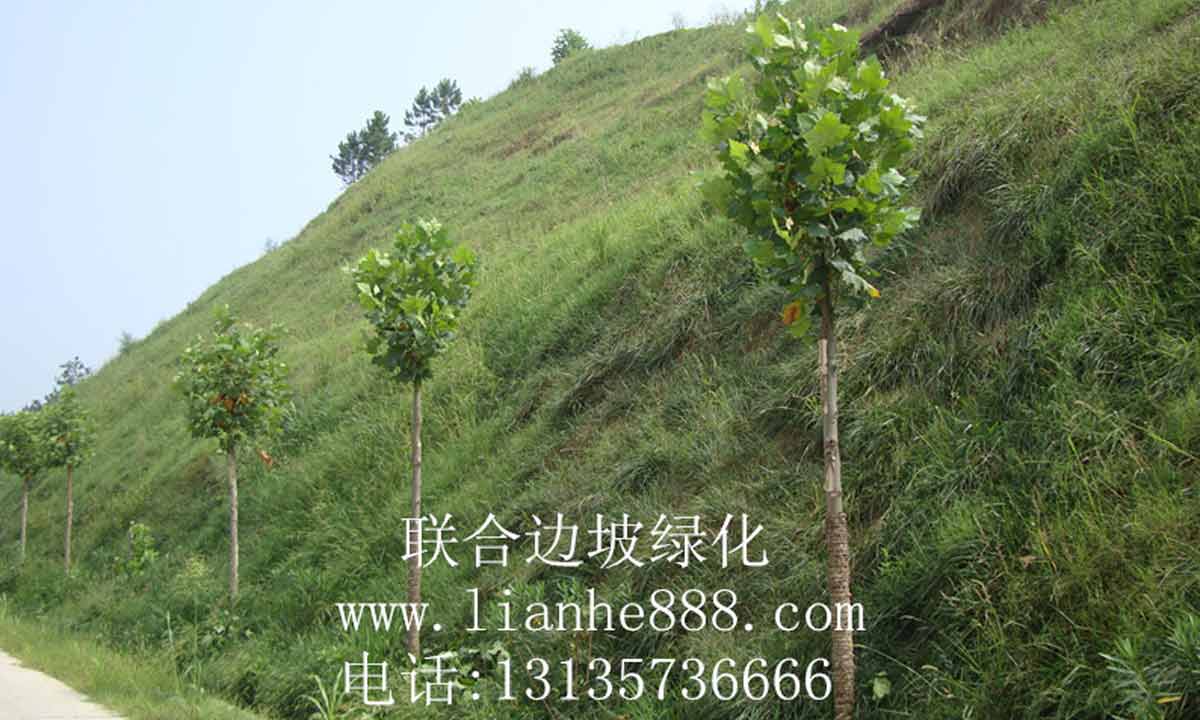 简述几种缓坡生态修复的方法